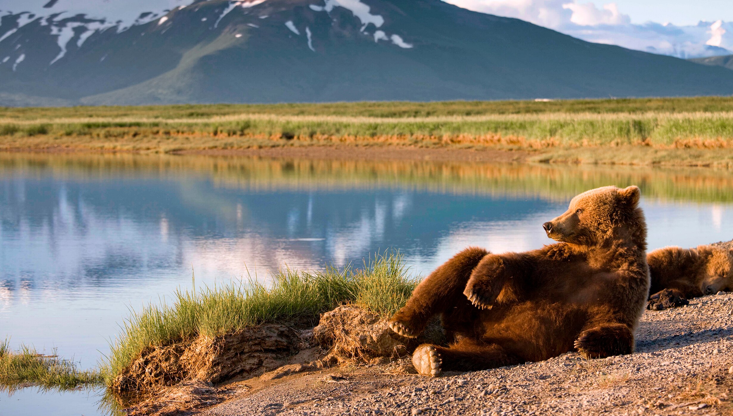 Brown Bear